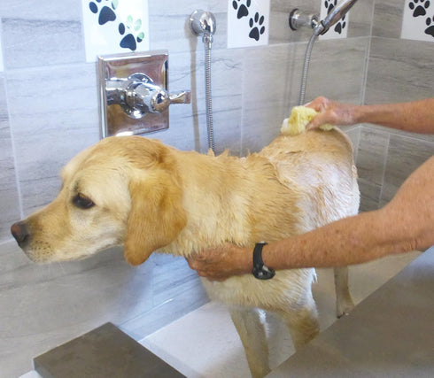 Sea Sponges for Dogs, Luxury Canine Bath Care for Pet Grooming