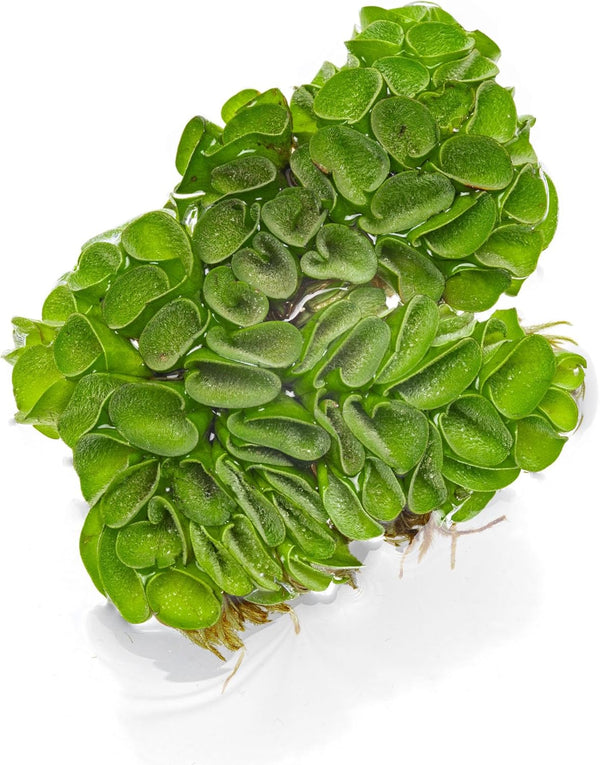 SubstrateSource Salvina Cucullata Fern Floating Live Aquarium Plant - Natural Freshwater Fish