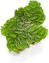 SubstrateSource Salvina Cucullata Fern Floating Live Aquarium Plant - Natural Freshwater Fish