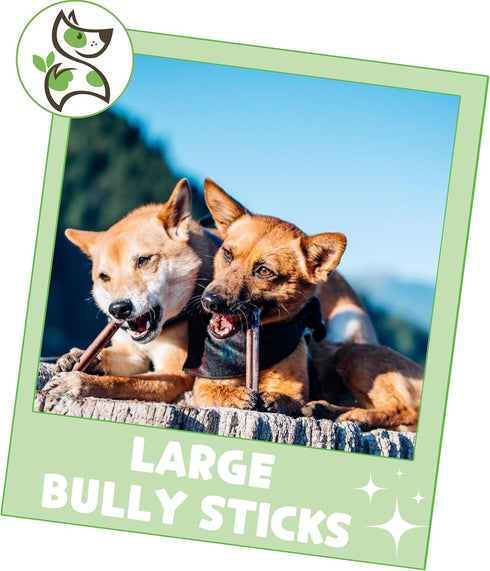 Nature Gnaws Large Bully Sticks for Dogs - 11-12" (10 Count) - Thick, Long Lasting Chews for Aggressive Chewers and