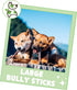 Nature Gnaws Large Bully Sticks for Dogs - 11-12" (10 Count) - Thick, Long Lasting Chews for Aggressive Chewers and
