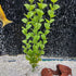 Saim 10 Inch Bubble Diffuser Air Stone Bar for Aquarium Fish Tank Oxygen Supply - Green & Blue