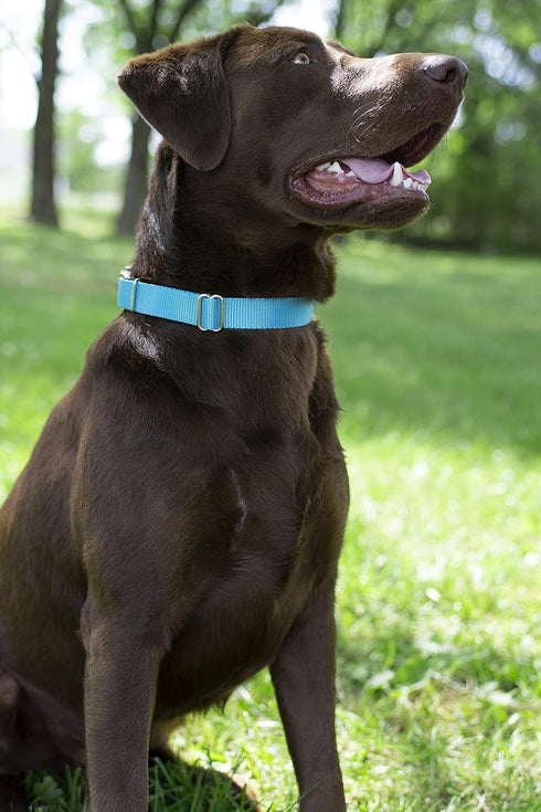 Country Brook Petz Premium Nylon Dog Collar with Metal Buckle, Large, 1 Inch, Ice Blue