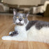 SPOT Flat Mouse Frankie with Catnip, Cat Toy, 5.5in Plush Mice with Catnip and Crinkle Sound, Perfect for Chasing