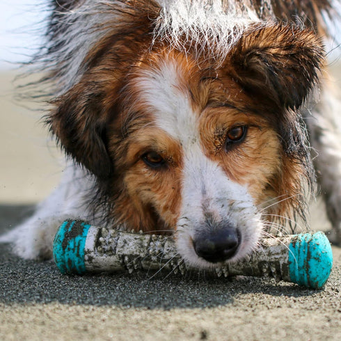 Messy Mutts Totally Pooched Chew n' Squeak Stick, Small 8.5” Durable TPR Dog Toy with Squeaker, Grey/Teal