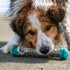 Messy Mutts Totally Pooched Chew n' Squeak Stick, Small 8.5” Durable TPR Dog Toy with Squeaker, Grey/Teal