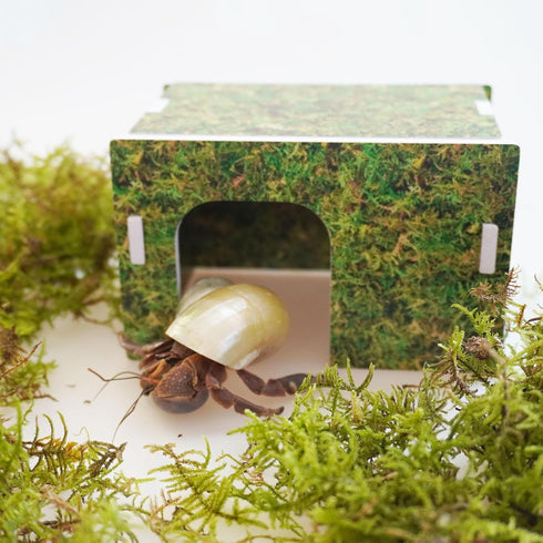 Begeterday Hideout5.1 3.5 3.1 inch Hermit Crab Accessories, Naturally Green Hermit Crab x x