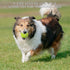 20 Pack SHYUJAJIE Tennis Balls, Training Tennis Balls,High Elasticity Practice Tennis for Beginner, Exercise Playing