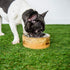 Brave Bark GF Pet Mango Wood Dog Bowl - Removable Stainless Steel Inserts, Stylish Design for Pets (SMALL)