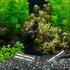 WEAVERBIRD 3-Tube Fish Shrimp Feeder - Acrylic Transparent Pipe Shelter for Aquarium
