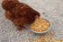 (10 Pampered Chicken Mama Mealworm, Black Soldier Fly Larvae, Corn, Flax, & Herb Treat Pounds) for Backyard Chickens