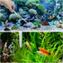 Fish Tank Cleaning Tools, 6 pcs Aquarium Feeder Tools Kit, Algae Scraper for Glass Aquariums