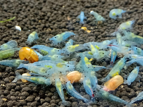Las Vegas Exotic Fish 20) Neocaridina Shrimp Live Freshwater Shrimp Aquarium Inverts (Live Guarantee or Replacemnt is