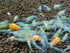 Las Vegas Exotic Fish 20) Neocaridina Shrimp Live Freshwater Shrimp Aquarium Inverts (Live Guarantee or Replacemnt is