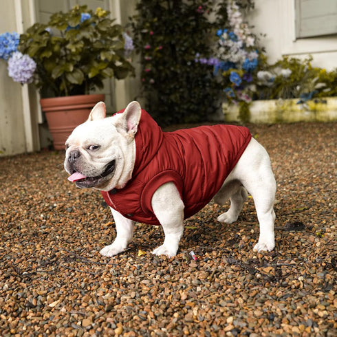 Extra Warm Fleece Lining Dog Hoodie for Large Dogs, Red Jacket with Hood, Size XL for Winter
