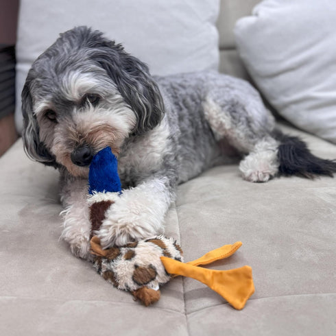 SPOT Skinneeez Plus Duck, Stuffing Free Dog Toy, 15in, Two Piece Rubber Body, Two Squeakers