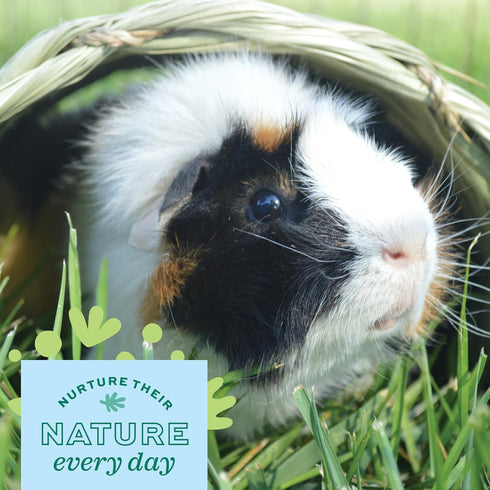 Chinchillas Oxbow Timothy Hay Tunnel, Guinea Pig Hideout, Rabbit & Bunny Tunnel, Edible & Hand-Woven Guinea Pig House