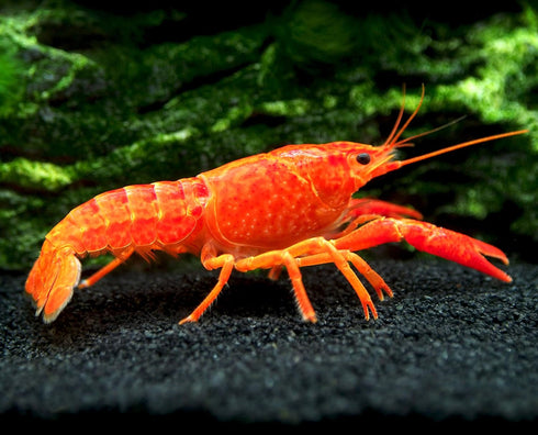 1 Aquatic Arts Female Neon Red Crayfish | Live Freshwater Aquarium Lobster / Crawfish / Crawdad / Real Living Fish Tank
