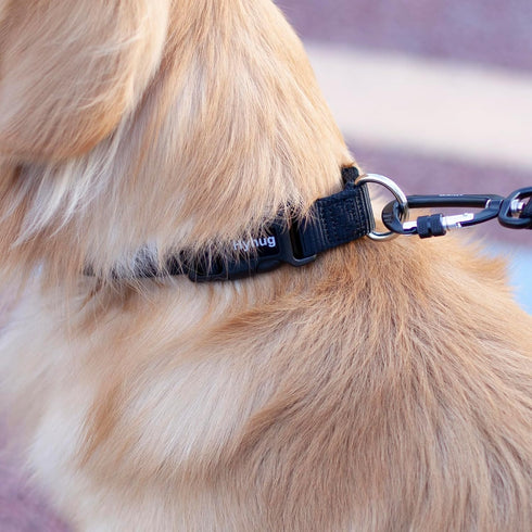 Hyhug Classic Regular Solid Color Collection Pup Dog Collar, Small, Black