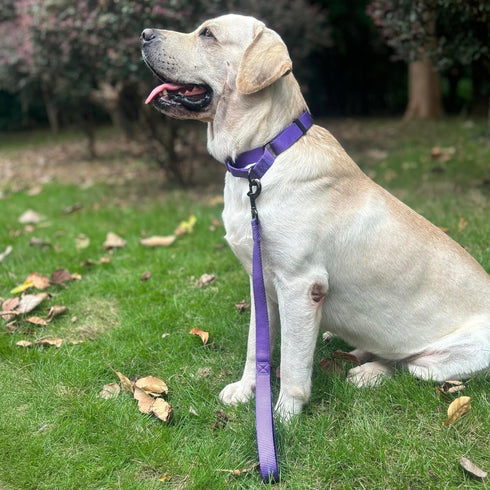 Short Dog Leash with Soft Cushion | 18 Inch Lead for Large Dogs (Ultra Violet)
