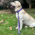 Short Dog Leash with Soft Cushion | 18 Inch Lead for Large Dogs (Ultra Violet)
