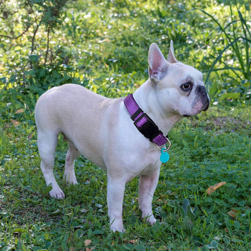 Reflective Dog Collar Padded with Soft Neoprene, Breathable Adjustable Nylon Collars for Small Medium Large Dogs