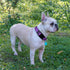 Reflective Dog Collar Padded with Soft Neoprene, Breathable Adjustable Nylon Collars for Small Medium Large Dogs