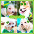 80pcs St.Patrick's Day Dog Bows, Holiday Pet Samll Dog Hair Grooming Bows with Rubber Bands, St.Patrick's Day Green Lucky Clover Element Dog Hair Bows for Dog Puppy Yorkie Hair Accessories