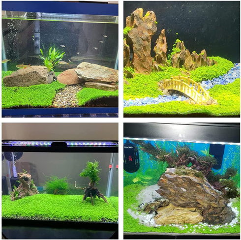 2 Pack Aquarium Small Leaf Grass, Creates Lush Green Carpet for Fish Tanks