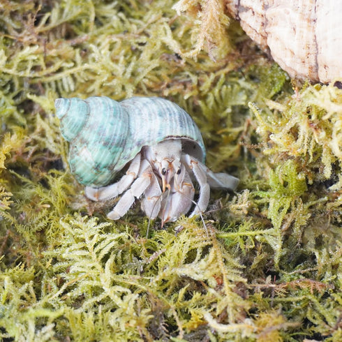 4oz Hermit Crab Moss Substrate, Perfect for Terrarium Habitat Decor& Tank Accessories, Humidity Control & Small Pet