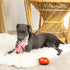 Fringe Studio Plush Dog Toy Set - Buggy for You, Small 3 Piece, Pet Shop Collection