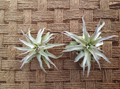 Garden in the City Airplants Tillandsia Streptophylla Small 2 Pack (4-5in) (Grown and Shipped From California!)