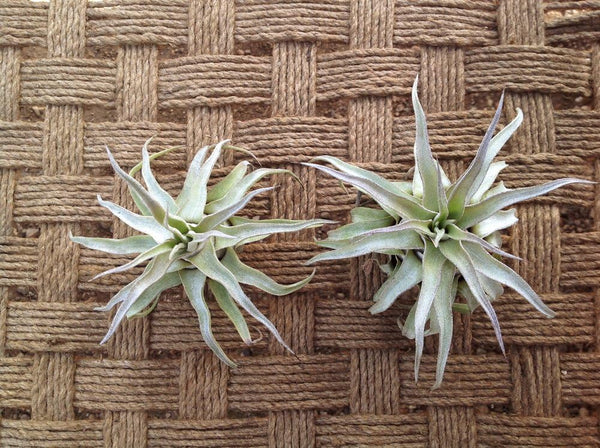 Garden in the City Airplants Tillandsia Streptophylla Small 2 Pack (4-5in) (Grown and Shipped From California!)