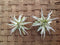 Garden in the City Airplants Tillandsia Streptophylla Small 2 Pack (4-5in) (Grown and Shipped From California!)