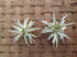 Garden in the City Airplants Tillandsia Streptophylla Small 2 Pack (4-5in) (Grown and Shipped From California!)
