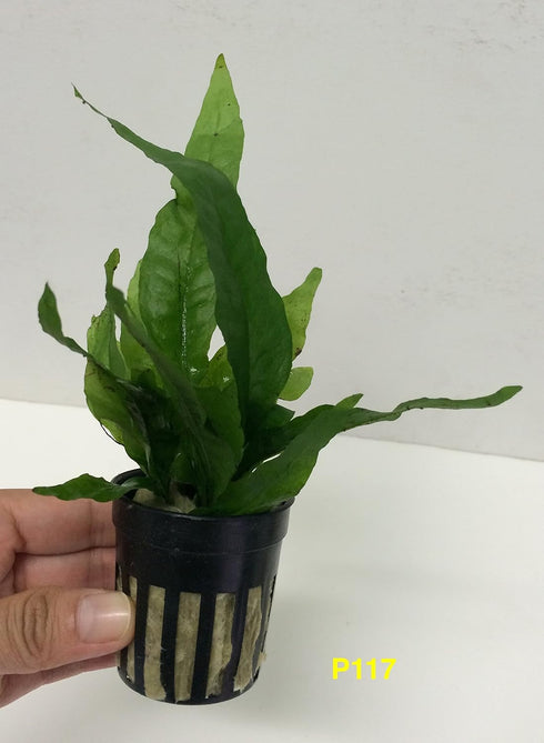 Jayco Buy2get1free,same Ps117, plant Java Fern, Microsorum Pteropus Potted Plant Live Aquarium Plant