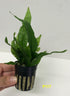 Jayco Buy2get1free,same Ps117, plant Java Fern, Microsorum Pteropus Potted Plant Live Aquarium Plant