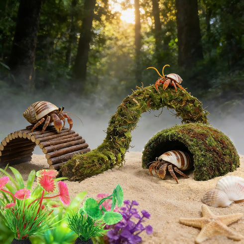 6 PETKNOWS Hermit Crab Accessories, Pieces Hermit Crab Climbing Toys Coconut Shell Hut with Moss Ladder and Natural