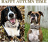 Unique Style Paws Fall Dog Collar - Adjustable Puppy Collar with Bowtie, Pet Gift for Small Medium Large Dogs