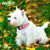 Martingale Collar for Dogs, Cute Floral Dog Collar for Small Medium Large Dogs, Spring Summer Daisy Dog Collars (Hot