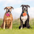 Dog Collar Flowers Attachment Set, Cat Bow Tie Flora Accessories for Grooming (OD 8cm, 4pcs)