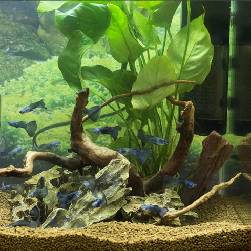 majoywoo Natural Driftwood for Aquarium Decor, 5 Pcs Assorted Spider Wood Branch 4-8"