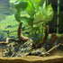 majoywoo Natural Driftwood for Aquarium Decor, 5 Pcs Assorted Spider Wood Branch 4-8"