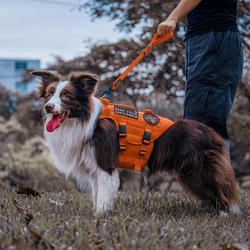 OneTigris Bolt Short Traffic Dog Leash for Small Medium Large Dogs (Orange, M)