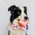 Valentine Dog Bow Tie Collar, Holiday Let's Kiss and XOXO Collar for Large Medium Small Pets Puppies (Large)