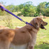 Hyhug Pets Premium Upgraded Heavy Duty Nylon Anti-Escape Martingale Collar for Pup Dogs, Comfy Safe Training (Small,