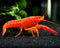 Aquatic Arts 1 Male Neon Red Crayfish | Live Freshwater Aquarium Lobster