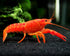 Aquatic Arts 1 Male Neon Red Crayfish | Live Freshwater Aquarium Lobster