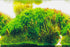 New 20" x 48" Fish Tank Background Paper, 2 Sided Colorful Seaweed Water Plants Aquarium Poster