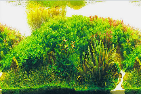 Fish Tank Stickers Wallpaper Seaweed Background Decoration, Water Plants Fish Tank Background, 15.7"x 40"